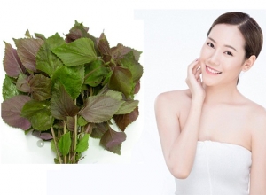 Chia sẻ bí quyết chữa nám da bằng lá tía tô hiệu quả nhất